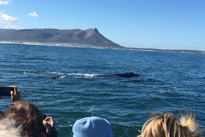 Whale Watching Tour in Hermanus with Hotel Pickup - Photo 1 of 11